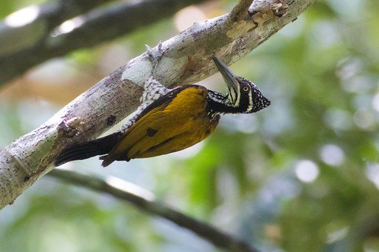 Darulaman Sanctuary