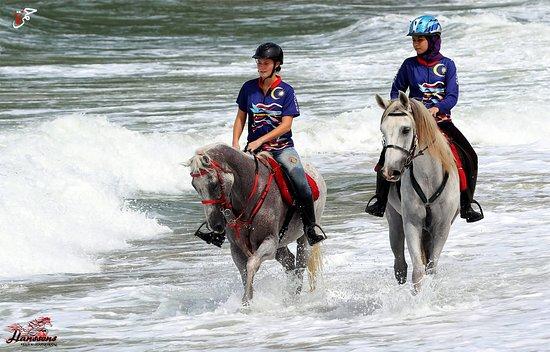 Island Horses