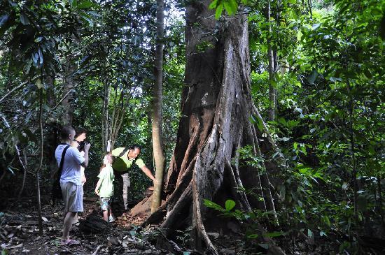 Langkawi Rainforest Night Discovery