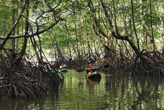 Mangrove by boat and kayak