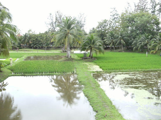 Muzium Laman Padi